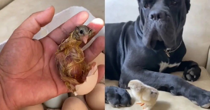 Compraron una caja de huevo, hallaron un pollito y su perro lo adoptó