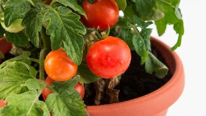 El fertilizante casero para hacer florecer tus plantas con un alimento que seguro tienes en la alacena
