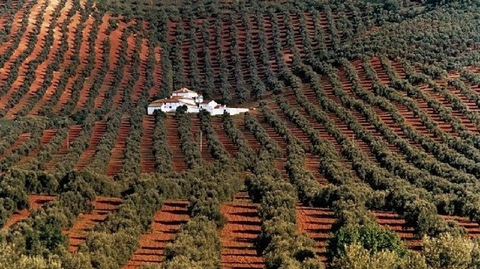 El calor amenaza la floración del olivo en sus semanas clave: La cosecha peligra y disparará el precio del aceite en España