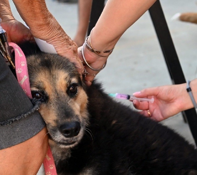 Mes del Animal de Compañía: IMUSA organiza jornadas de vacunación y castraciones masivas, en Santa Fe capital 