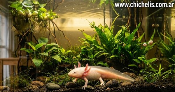 ajolote mexicano: un tesoro de la naturaleza en peligro cr&iacute;tico de extinci&oacute;n