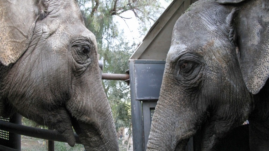 Las elefantas Pocha y Guillermina llegaron a su nuevo hogar en Brasil