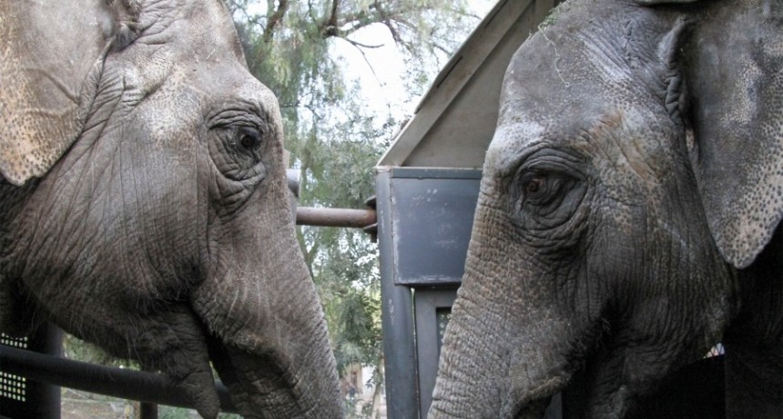 Las elefantas Pocha y Guillermina llegaron a su nuevo hogar en Brasil