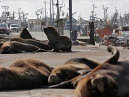 Reubicarán a los lobos marinos que ocupan cada vez más espacio en la banquina del puerto marplatense