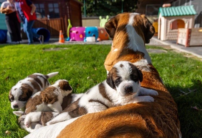 Los queridos perros San Bernardo de Suiza asumen un nuevo papel social