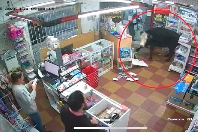 UNA VACA EN CONCORDIA ENTRO A UN COMERCIO 