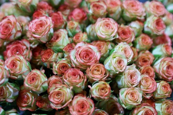 Ecuador envía un millón de rosas a China en solo tres días