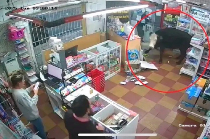 UNA VACA EN CONCORDIA ENTRO A UN COMERCIO