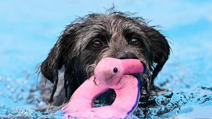 Los perros pueden clasificar objetos nuevos según su función