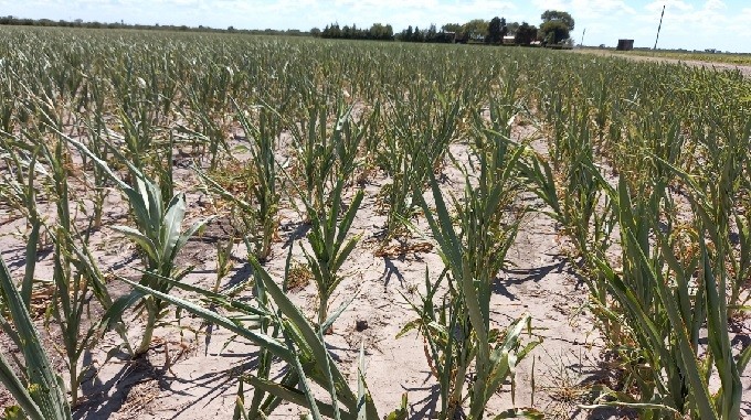 Provincia Santa Fe declaró la emergencia por desastre agropecuario en cuatro departamentos del norte