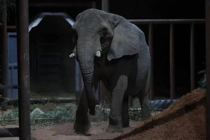 Murió en Brasil Pupy. La última elefanta del Ecoparque porteño 